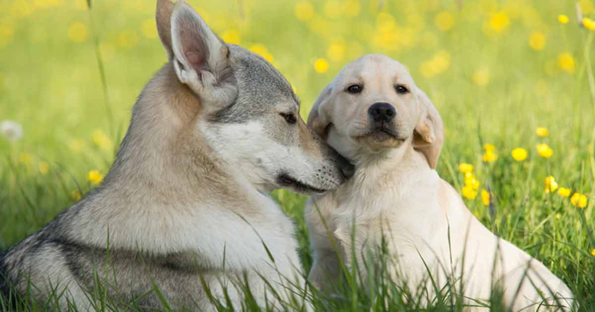 Diferencias y similitudes entre perros y lobos 