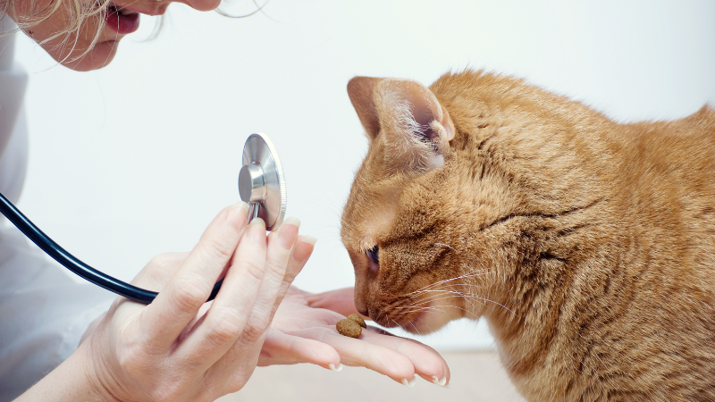 El veterinario es fundamental para cuidar gatos