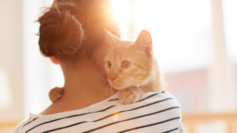 Cuidar un gato con afecto