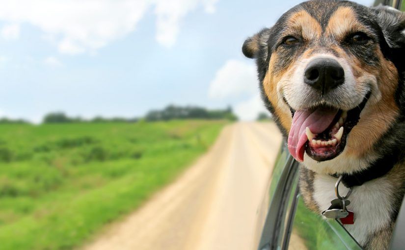 Tips para viajar con perros este verano