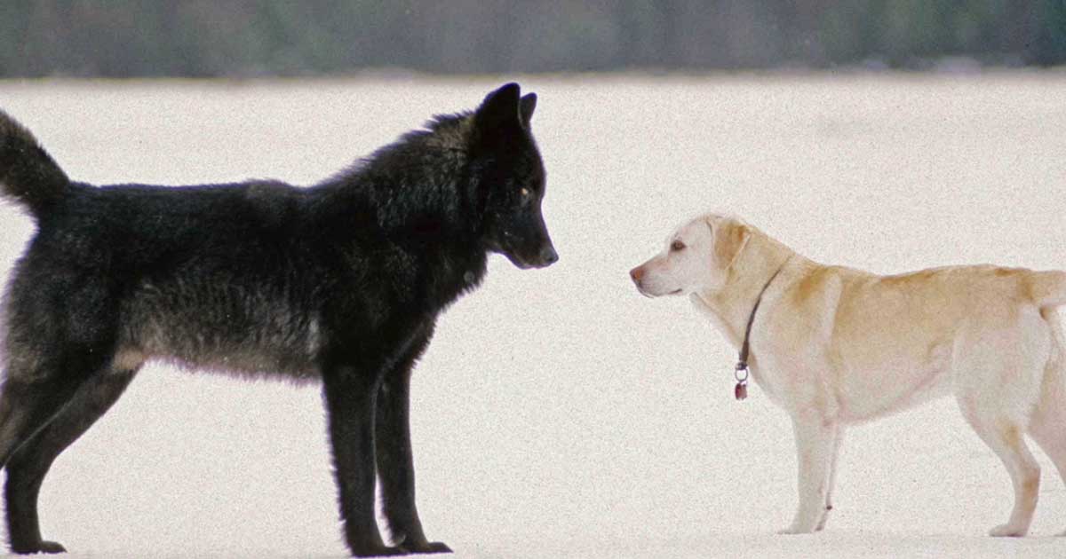 El origen de los perros: de lobos a mascotas