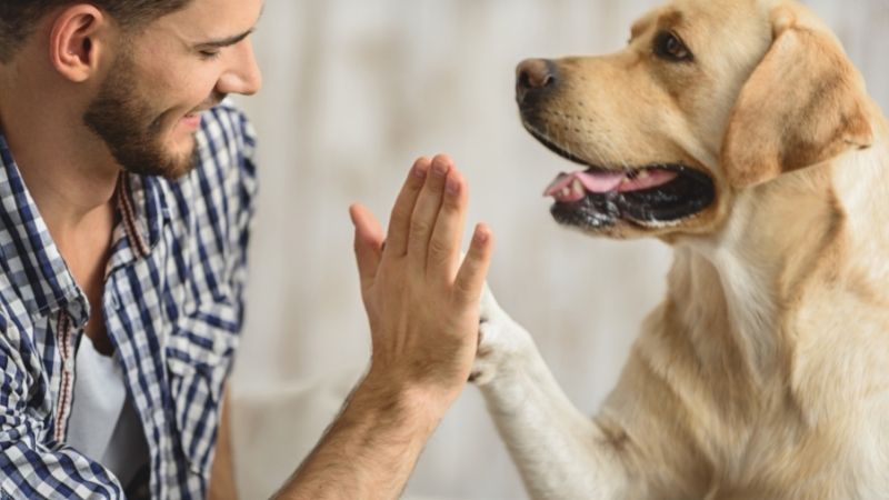 Datos curiosos de los perros: sus genes guían la socialización con humanos
