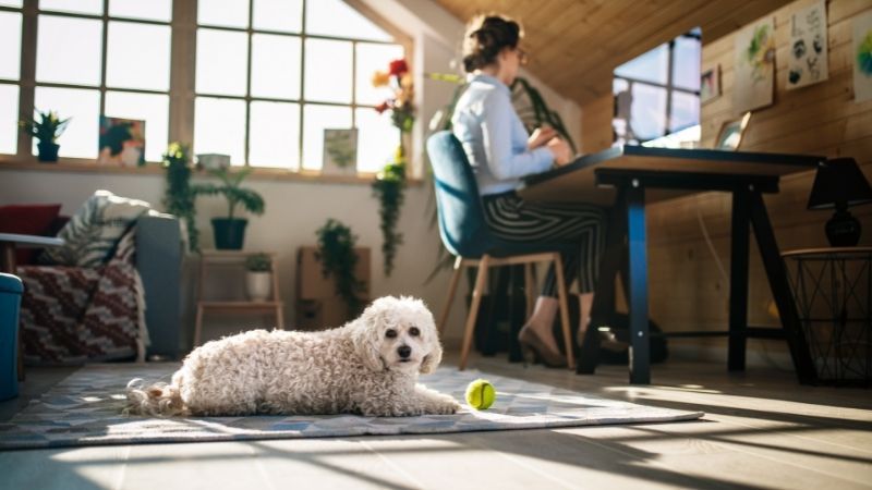 6 consejos para trabajar desde casa con mascotas