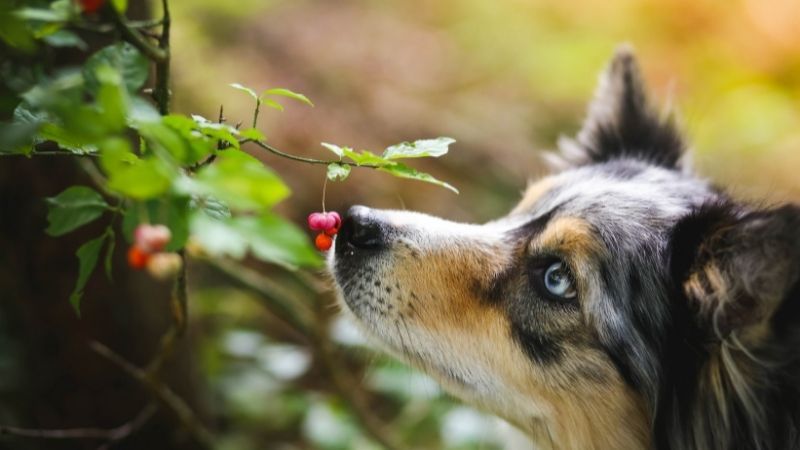 Guía básica de plantas tóxicas para perros y gatos