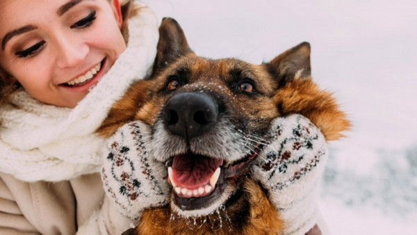 Perros en invierno ¿Cómo mantenerlos activos?
