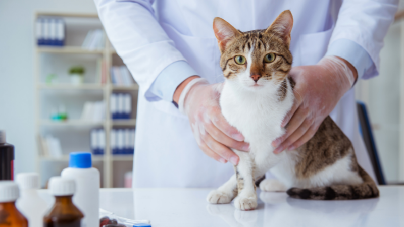 ¿Por qué el veterinario es la clave para cuidar un gato?